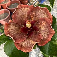 Taiwan Amberfall Stardrop